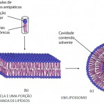 Exemplos de micelas em sistemas biológicos